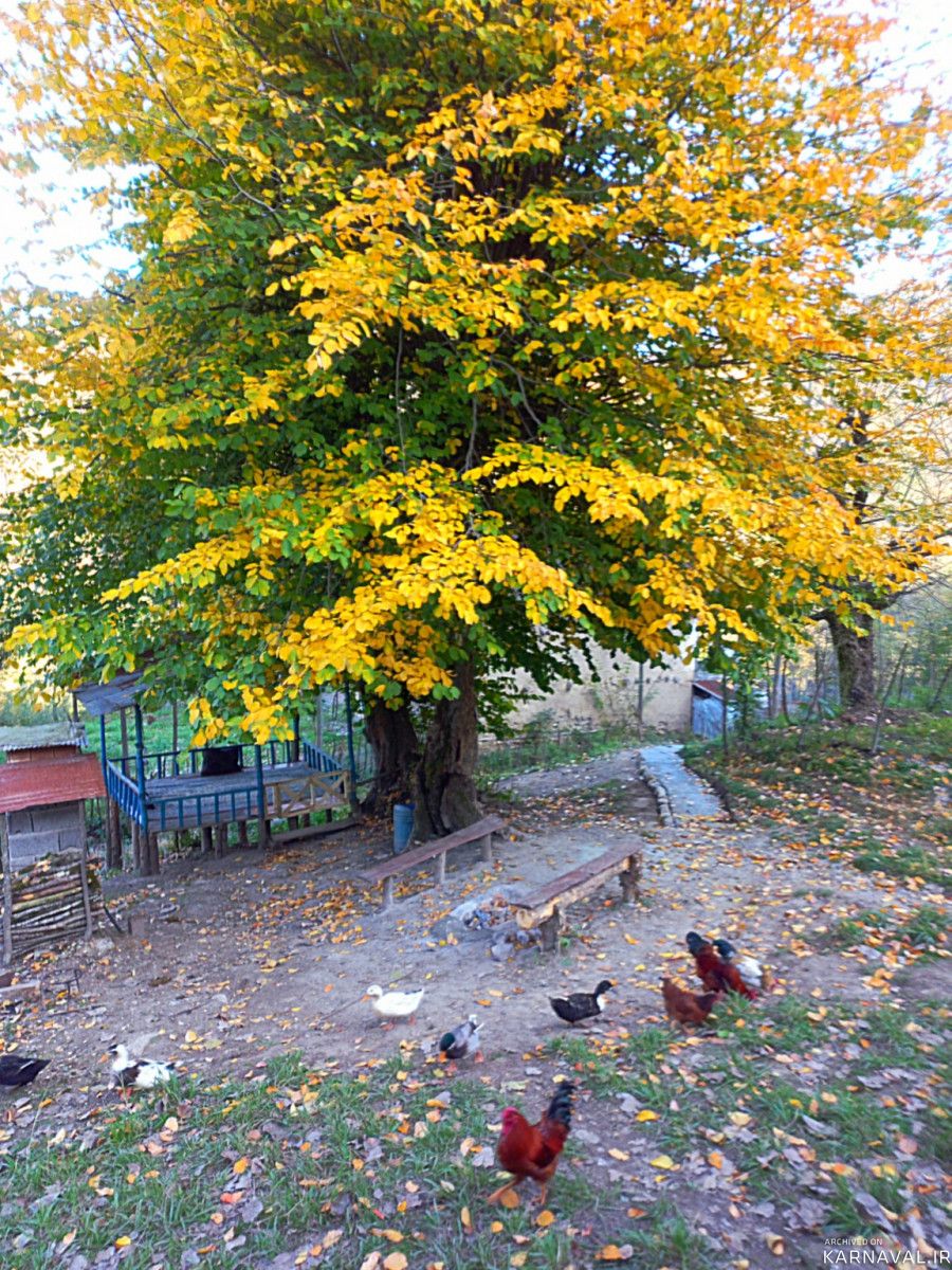 کلبه جنگلی نزدیک رودخانه و آبشار