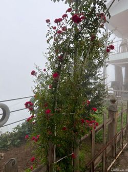 ویلای تک خواب با ویوی ابدی جنگل و ابر ویلای تک خواب با ویوی ابدی جنگل و ابر