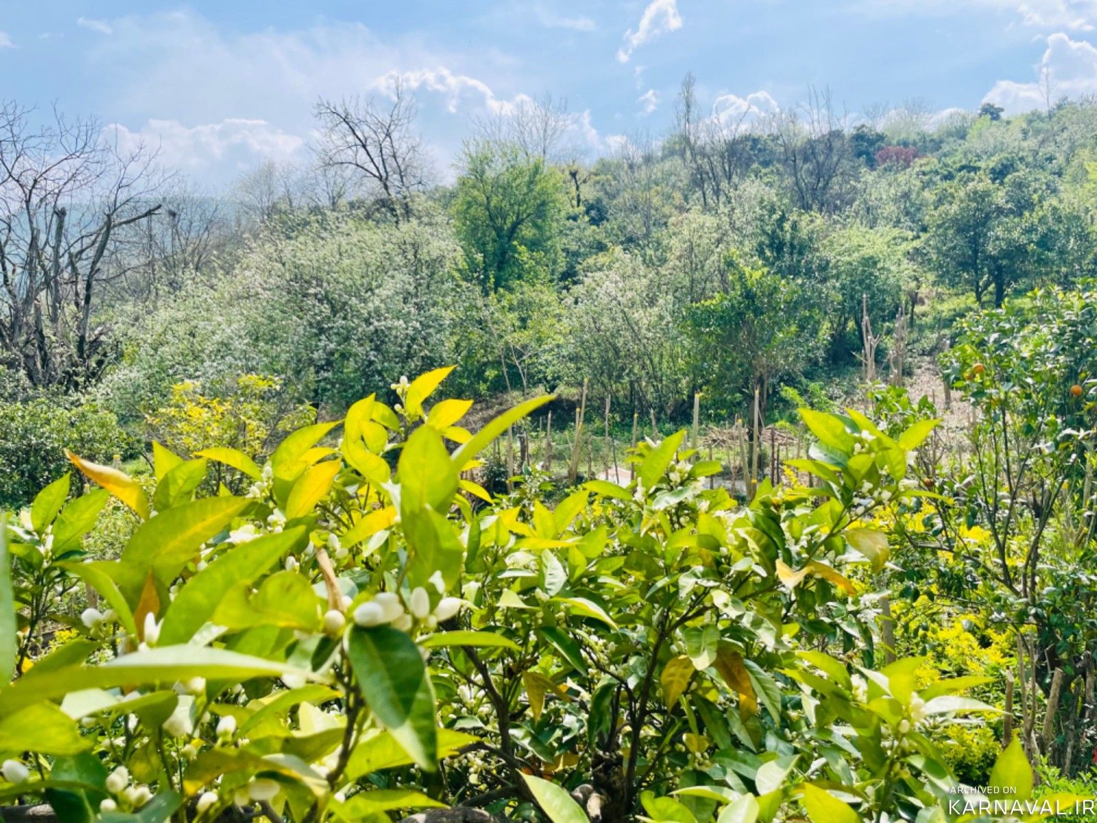 کوهپایـه چشمه دمکش سرولاتی