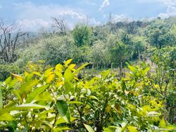 کوهپایـه چشمه دمکش سرولاتی کوهپایـه چشمه دمکش سرولاتی