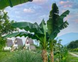 ویلا دوبلکس سوییسی با ویو بینظیر (2) ویلا دوبلکس سوییسی با ویو بینظیر (2)