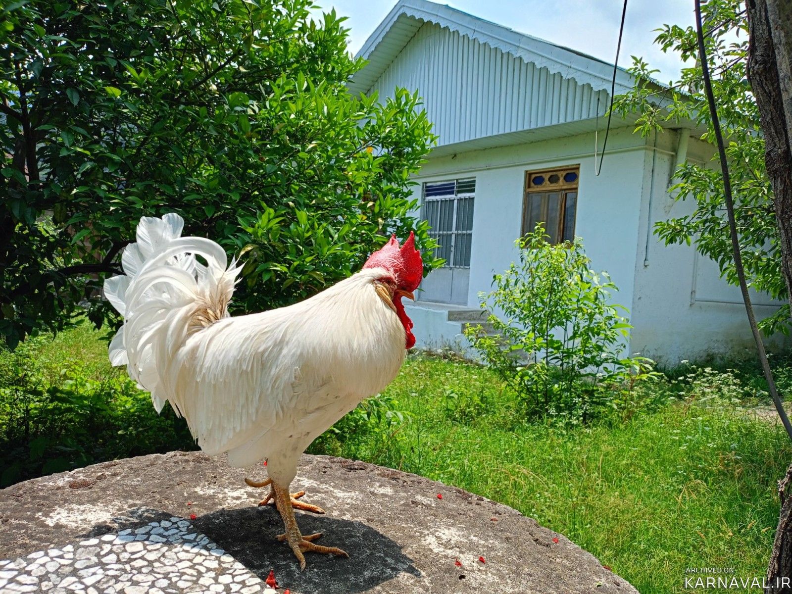 ویلای نقلی گل انار