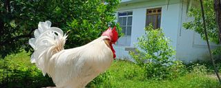 ویلای نقلی گل انار ویلای نقلی گل انار