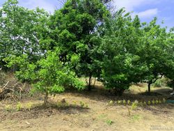 باغ ویلا روستایی دنج و مرتب همراه با امکانات رفاهی باغ ویلا روستایی دنج و مرتب همراه با امکانات رفاهی