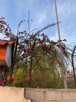 باغ ویلای دوبلکس باغ ویلای دوبلکس