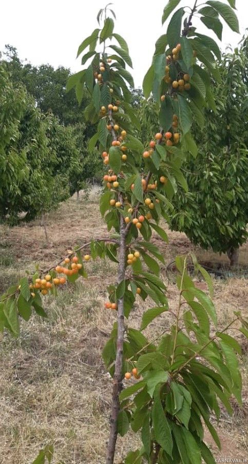 ویلای دوخوابه تمیز با امکانات رفاهی اولیه