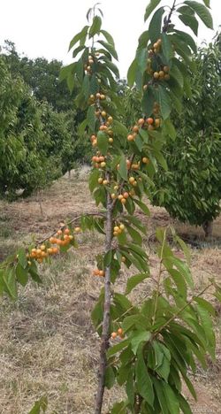 ویلای دوخوابه تمیز با امکانات رفاهی اولیه ویلای دوخوابه تمیز با امکانات رفاهی اولیه