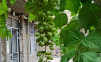 ویلای تک خواب دنج اقتصادی ویلای تک خواب دنج اقتصادی