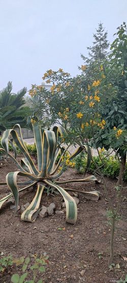 ویلایی در نزدیکی ساحل با ویو مرداب ویلایی در نزدیکی ساحل با ویو مرداب