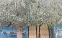 اقامتگاه بومگردی "علیشاهی" اتاق 5 (20 متری) اقامتگاه بومگردی "علیشاهی" اتاق 5 (20 متری)