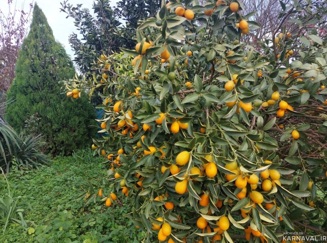 ویلای تک خواب در دل باغ