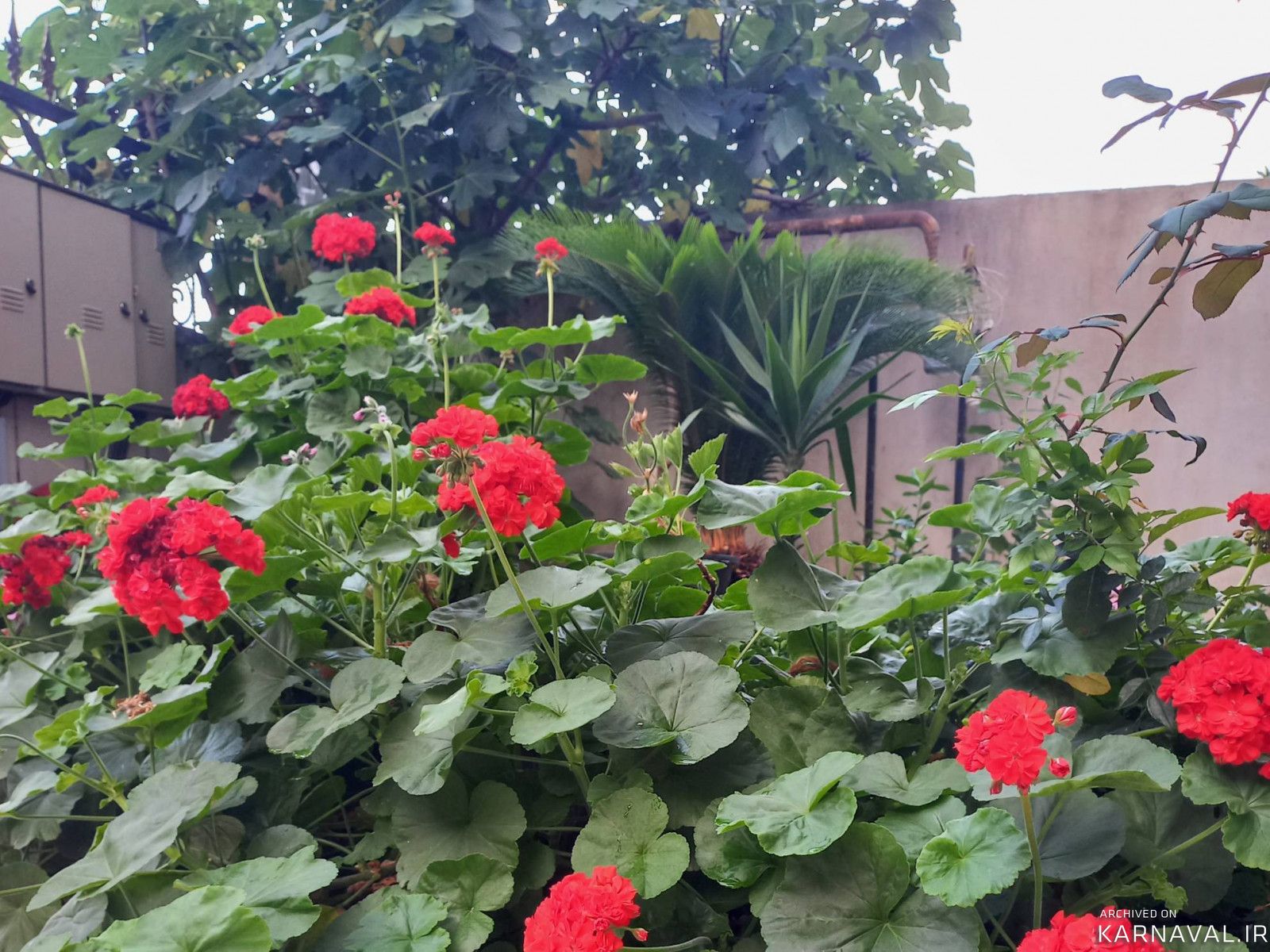 دو خوابه برگل ۲