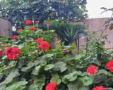 دو خوابه برگل ۲ دو خوابه برگل ۲