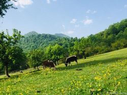 ویلا در کوهپایه های ماسال ویلا در کوهپایه های ماسال