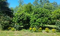ویلای روستایی و جنگلی در محیطی دنج و آرام ویلای روستایی و جنگلی در محیطی دنج و آرام