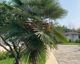 ویلای نوساز لوکس یکخوابه - (موج، بهاران، ترنج) ویلای نوساز لوکس یکخوابه - (موج، بهاران، ترنج)