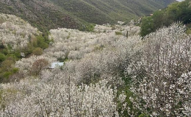 کلبه سوئیسی ایواز کلبه سوئیسی ایواز